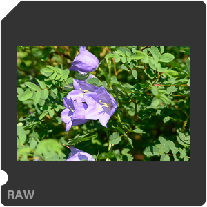 Камера Nikon Z 50 с объективом AF Zoom-Nikkor 28-105mm f3.5-4.5D IF. Примеры RAW файлов