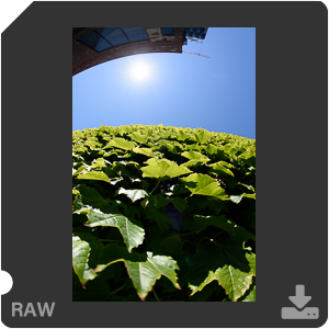 Nikon D810 с объективом AF-S Fisheye Nikkor 8-15mm f/3.5-4.5E ED. Примеры RAW файлов