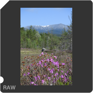 Камера Nikon D5 с объективом AF-S Nikkor 24-70mm f/2.8E ED VR. Примеры RAW файлов