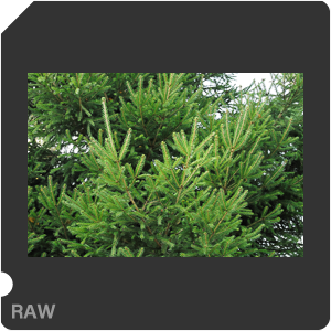 RAW sample
