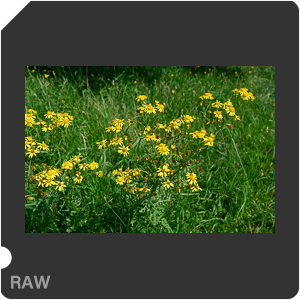 RAW sample