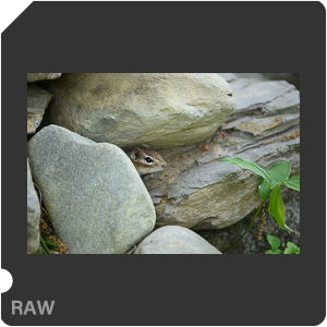 Nikon D780 Camera with AF-S Nikkor 300mm f/4E PF ED VR. Examples of RAW files