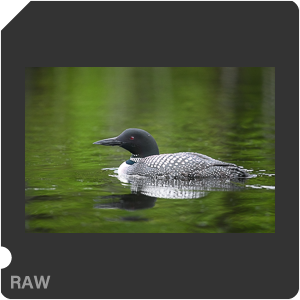 Nikon D780 Camera with AF-S Nikkor 300mm f/4E PF ED VR. Examples of RAW files