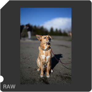 Nikon Z 9 Camera with Nikon Z 9 + Nikkor Z 50mm f/1.2 S. Examples of RAW files