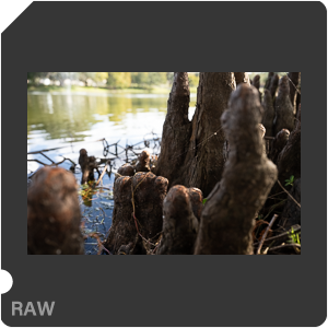 Nikon Z 8 + Nikkor Z 24-70mm f/2.8 S II. Examples of RAW files