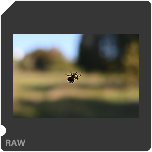 Nikon Z 50II Camera with Nikkor Z 40mm f/2.0. Examples of RAW files