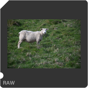 Камера Nikon D500 с объективом AF-S DX Nikkor 16-80mm f/2.8-4E ED VR. Примеры RAW файлов