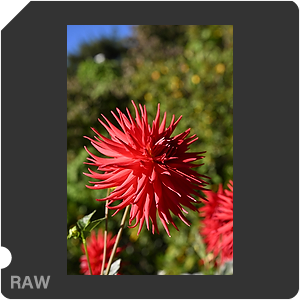 Камера Nikon Z 6III с объективом Nikkor Z 24-70mm f/2.8 S. Примеры RAW файлов