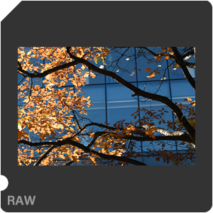 Камера Nikon D3500 с объективом AF-P DX Nikkor 18-55mm F/3.5-5.6G VR. Примеры RAW файлов