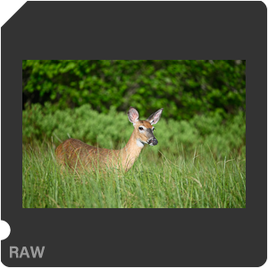 Nikon D780 Camera with AF-S Nikkor 300mm f/4E PF ED VR. Examples of RAW files