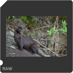 Nikon D780 Camera with AF-S Nikkor 300mm f/4E PF ED VR. Examples of RAW files