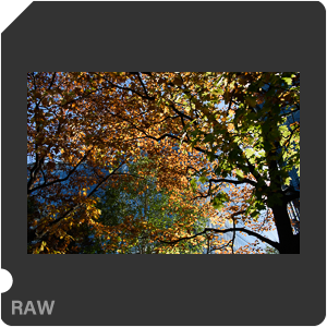 Камера Nikon D3500 с объективом AF-P DX Nikkor 18-55mm F/3.5-5.6G VR. Примеры RAW файлов