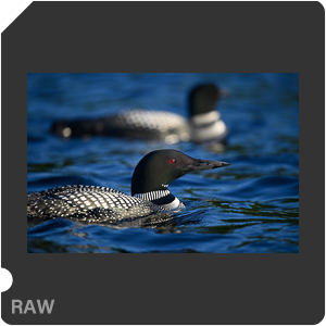 Nikon D780 Camera with AF-S Nikkor 300mm f/4E PF ED VR. Examples of RAW files