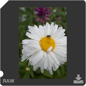 Nikon D Camera with AF-S Nikkor 28mm f/1.4E ED. Examples of RAW files