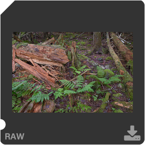 Камера Nikon D с объективом AF-S Nikkor 28 mm f/1.4E ED. Примеры RAW файлов