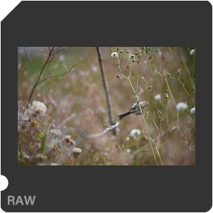 Nikon Z 7 Camera with AF-S Nikkor 120-300mm f/2.8E FL ED SR VR. Examples of RAW files