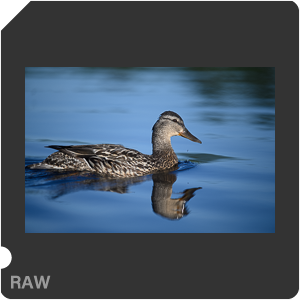 Nikon D780 Camera with AF-S Nikkor 300mm f/4E PF ED VR. Examples of RAW files