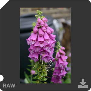 Nikon D800E с объективом AF-S Nikkor 24-70mm f2.8G ED. Примеры RAW файлов