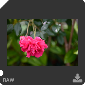 Nikon D800E с объективом AF-S Nikkor 24-70mm f2.8G ED. Примеры RAW файлов