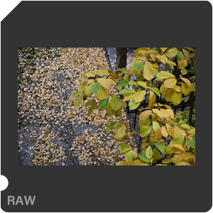 Камера Nikon Z 6II с объективом Nikkor Z 24-70mm f/4 S. Примеры RAW файлов