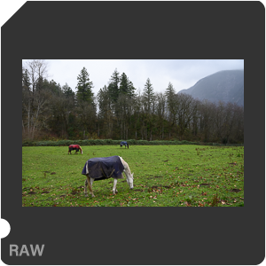 Камера Nikon Z 6II с объективом Nikkor Z 24-70mm f/4 S. Примеры RAW файлов