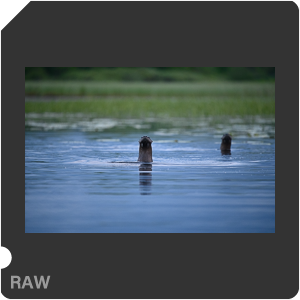 Nikon D780 Camera with AF-S Nikkor 300mm f/4E PF ED VR. Examples of RAW files