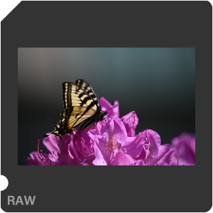 Nikon D780 Camera with AF-S Nikkor 300mm f/4E PF ED VR. Examples of RAW files