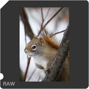 Камера Nikon D3500 с объективом AF-P DX Nikkor 70-300mm f/4.5-6.3G ED. Примеры RAW файлов