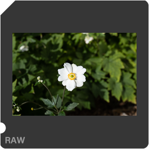 RAW sample