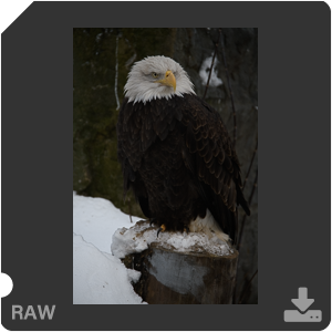 Камера Nikon D7500 с AF-S DX Nikkor 18-300mm f/3.5-5.6G ED VR. Примеры RAW файлов