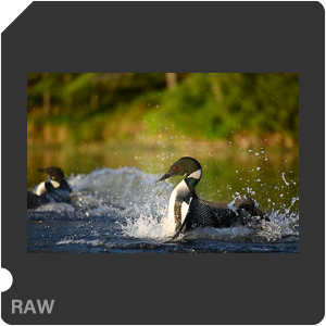 Nikon D780 Camera with AF-S Nikkor 300mm f/4E PF ED VR. Examples of RAW files