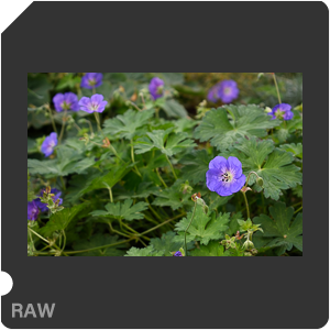 Камера Nikon D3400 с объективом AF-P DX Nikkor 18-55mm f/3.5-5.6G. Примеры RAW файлов