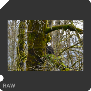 Nikon Z 6 Camera with AF-S Nikkor 500mm f/5.6E PF ED VR. Examples of RAW files