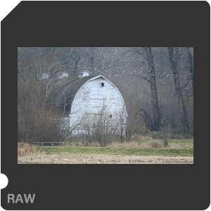 Nikon Z 6 Camera with AF-S Nikkor 500mm f/5.6E PF ED VR. Examples of RAW files