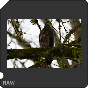 Nikon Z 6 Camera with AF-S Nikkor 500mm f/5.6E PF ED VR. Examples of RAW files