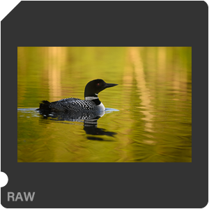 Nikon D780 Camera with AF-S Nikkor 300mm f/4E PF ED VR. Examples of RAW files