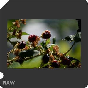RAW sample