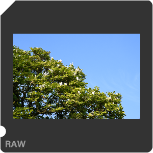 Камера Nikon D500 с объективом AF-S DX Nikkor 16-80mm f/2.8-4E ED VR. Примеры RAW файлов