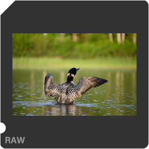 Nikon D780 Camera with AF-S Nikkor 300mm f/4E PF ED VR. Examples of RAW files