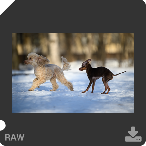 Камера Nikon D780 с объективом AF-S Nikkor 70-200mm f/2.8E FL ED VR. Примеры RAW файлов