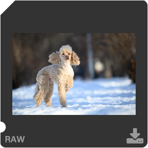 Камера Nikon D780 с объективом AF-S Nikkor 70-200mm f/2.8E FL ED VR. Примеры RAW файлов