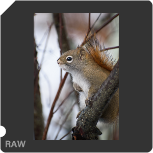 Камера Nikon D3500 с объективом AF-P DX Nikkor 70-300mm f/4.5-6.3G ED. Примеры RAW файлов