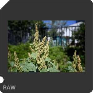 Nikon Z 7II Camera with Nikkor Z 14-24mm f/2.8 S. Examples of RAW files