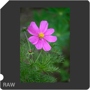 Nikon D780 Camera with AF-S Nikkor 300mm f/4E PF ED VR. Examples of RAW files