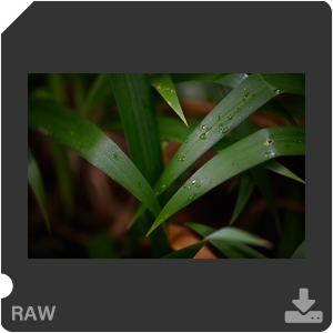 Камера Nikon D с объективом AF-S Nikkor 105 mm f/1.4E ED. Примеры RAW файлов