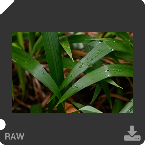 Камера Nikon D с объективом AF-S Nikkor 105 mm f/1.4E ED. Примеры RAW файлов