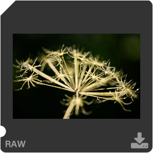 Камера Nikon Z 7II с объективом Nikkor Z MC 105 mm f/2.8 VR S. Примеры RAW файлов