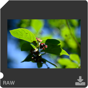 Камера Nikon Z 7II с объективом Nikkor Z MC 105 mm f/2.8 VR S. Примеры RAW файлов