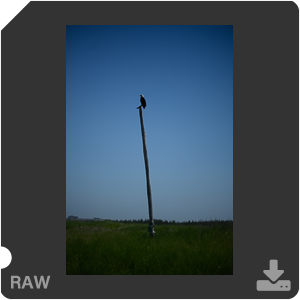 Камера Nikon Z 7II с объективом Nikkor Z MC 105 mm f/2.8 VR S. Примеры RAW файлов