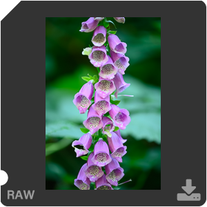 Камера Nikon Z 7II с объективом Nikkor Z MC 105 mm f/2.8 VR S. Примеры RAW файлов